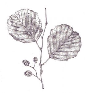 verna